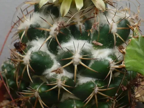 Coryphantha werdermannii