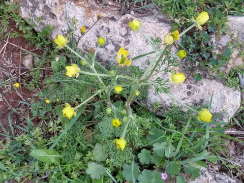 Ranunculus millefolius