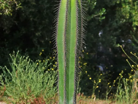 Isolatocereus