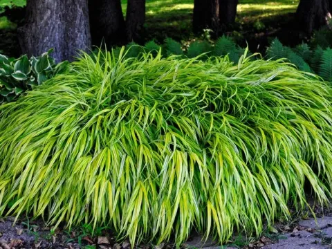 Hakonechloa