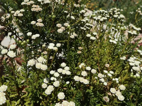 Ixodia flindersica