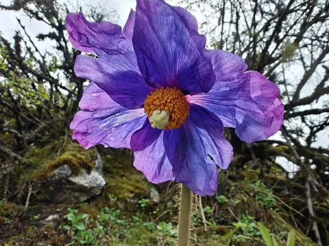 Meconopsis grandis