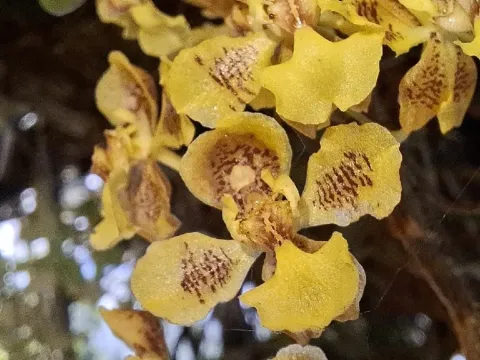 Gomesa