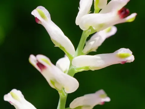 Рутка