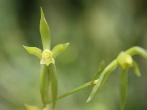 Оліверіана