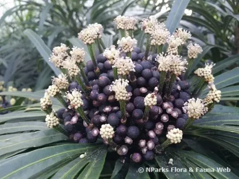 Osmoxylon lineare