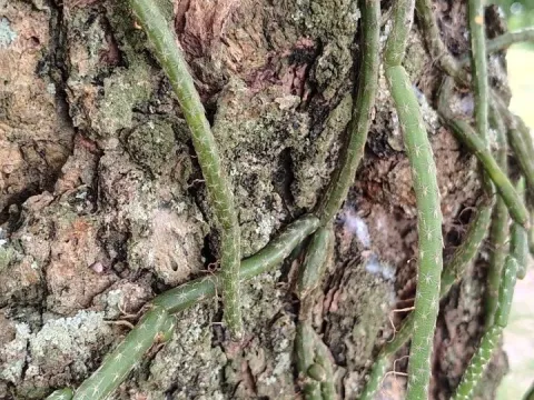 Lepismium