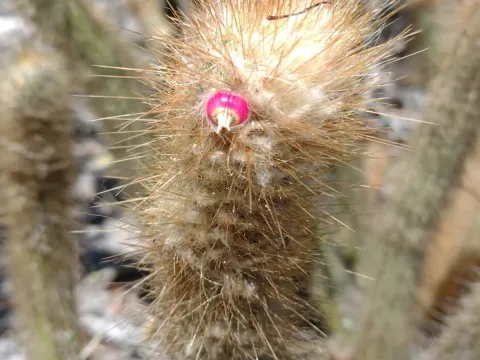 Micranthocereus