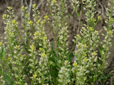 Alyssum hirsutum