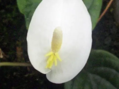 Callopsis
