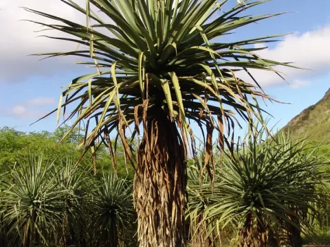 Furcraea