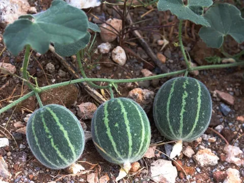Arrow-leaved cucumber