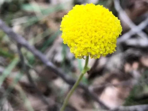 Billy Buttons