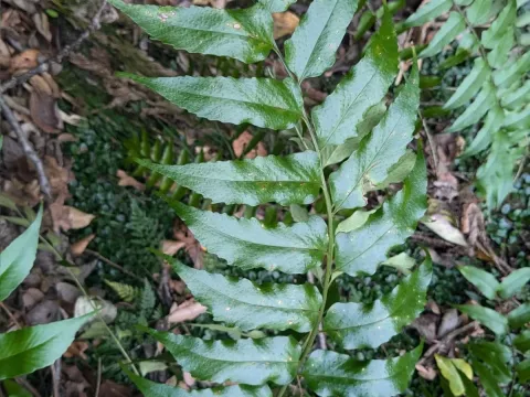 Cyrtomium devexiscapulae