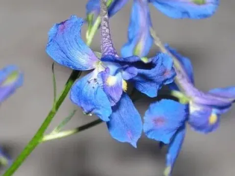 Tatsien delphinium