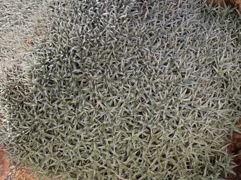 Deuterocohnia