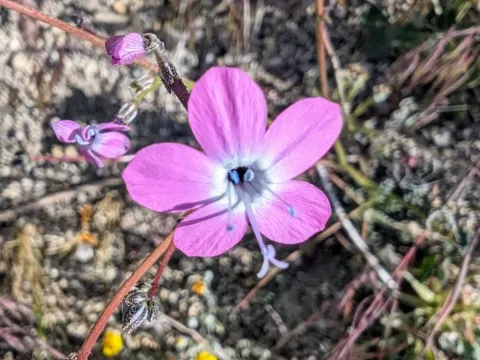 Gilia leptantha