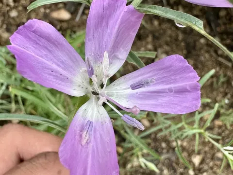 Кларкия Ботта