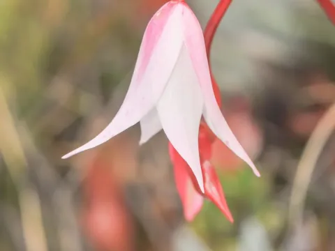 Heliamphora