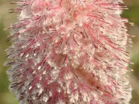 Paranomus