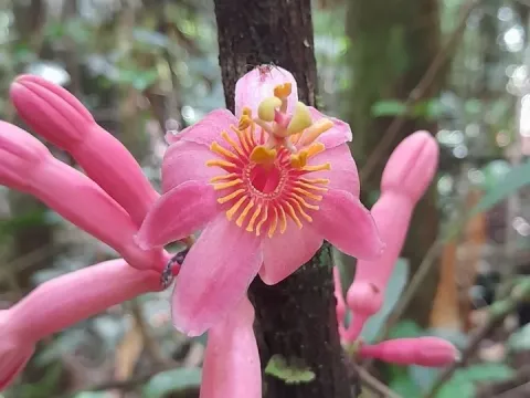 Passiflora amoena