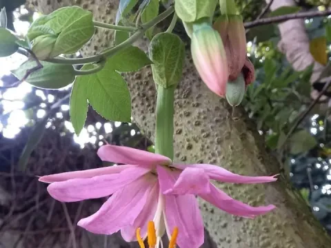 Passiflora tarminiana
