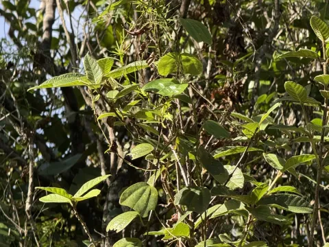 Passiflora tulae