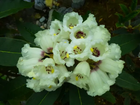 Rhododendron sidereum