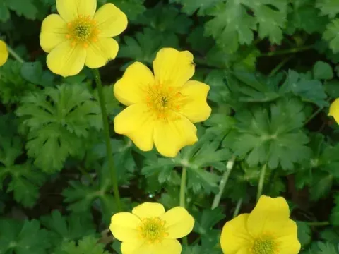 Dwarf globeflower
