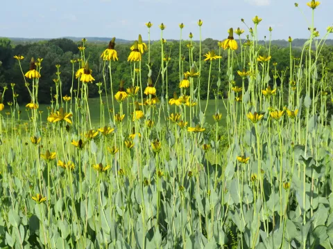 Giant coneflower