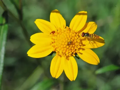 Heliomeris