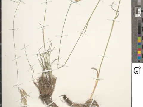 Cappadocian brome