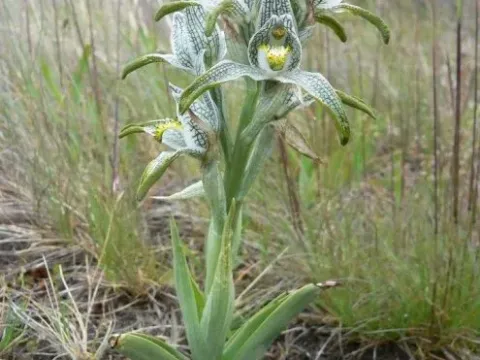 Chloraea