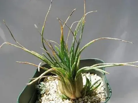 Aloe welwitschii