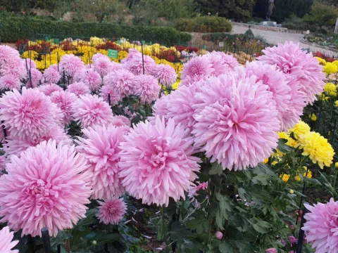 Showy chrysanthemum