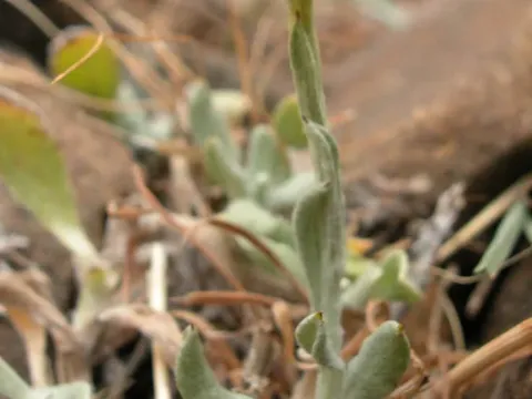 Chrysocephalum sericeum