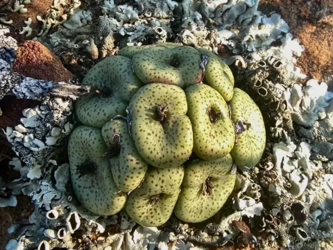 Conophytum