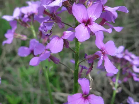 Hesperis pycnotricha