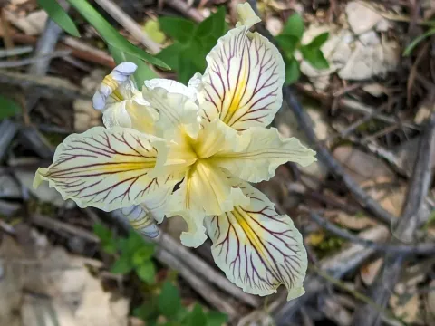 Iris bracteata