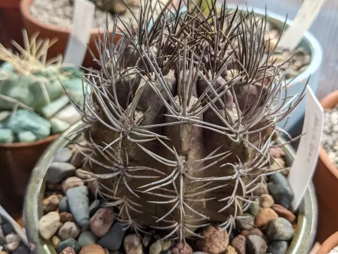 Neoporteria