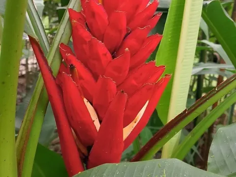 Scarlet banana