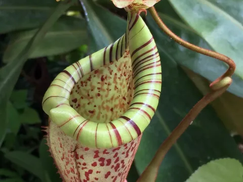 Nepenthes graciliflora