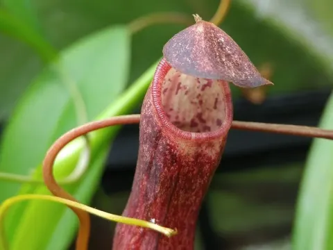 Nepenthes gracillima
