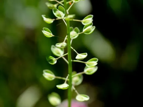Microthlaspi