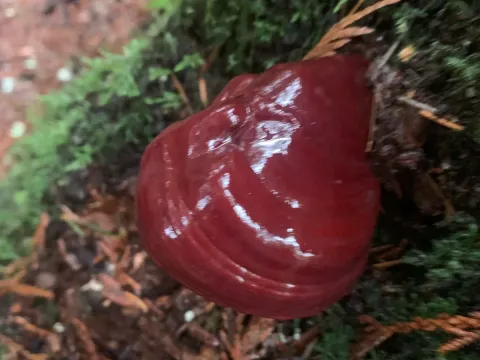 Ganoderma