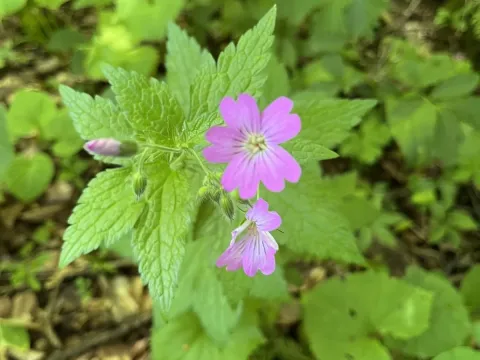 Geranium gracile