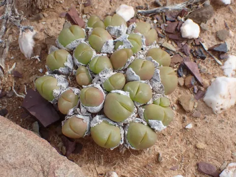 Gibbaeum