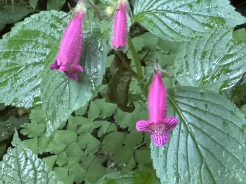 Seemannia