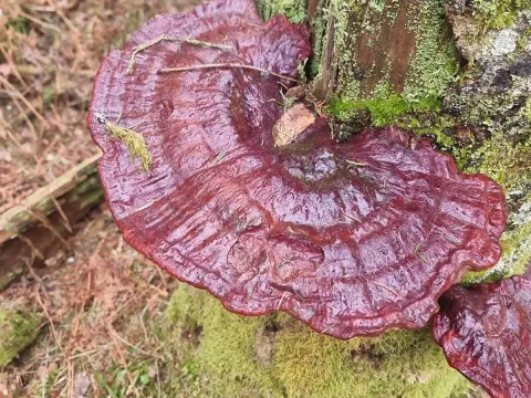 Ganoderma lucidum