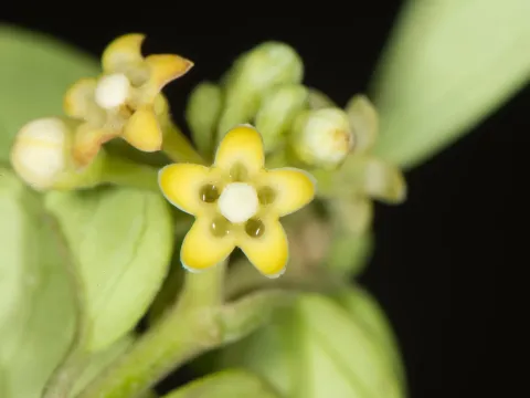 Gymnema sylvestre